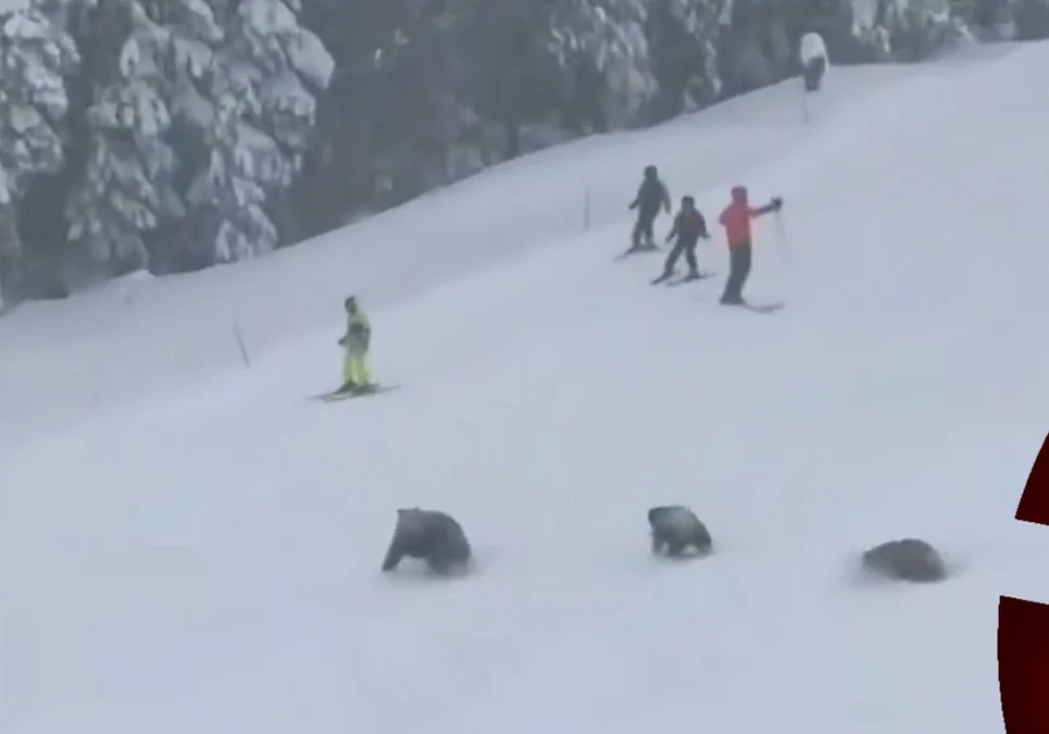 Una osa y sus dos crías sorprenden a esquiadores al irrumpir en una pista de California