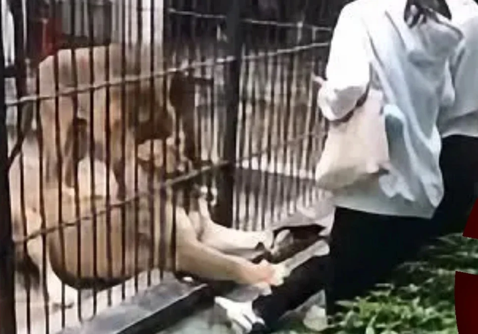 China: Niña de 10 años fue atacada por una leona, el felino sacó una de sus patas entre los barrotes y enganchó su pantalón con las garras.