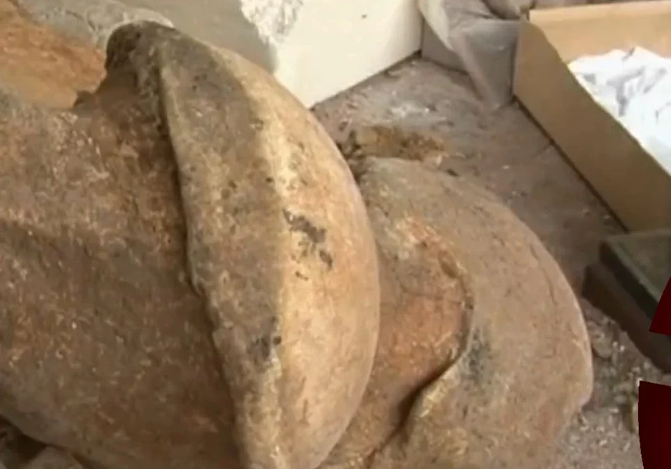 Encuentran restos de un mamífero prehistórico en Santa Clara del Mar: es el fémur mejor preservado hasta el momento.