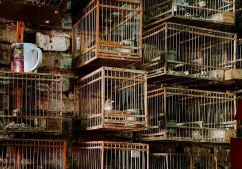 La Policía Federal secuestra armas y municiones durante un operativo de rescate de aves en la provincia de Buenos Aires.