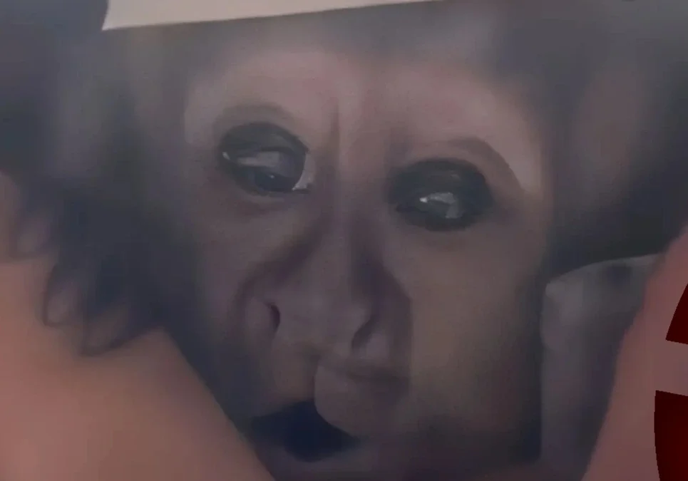 Policía Federal rescató una cría de mono Cai que iba a ser trasladada en una caja, el ejemplar fue puesto a resguardo y trasladado al ecoparque de Buenos Aires.