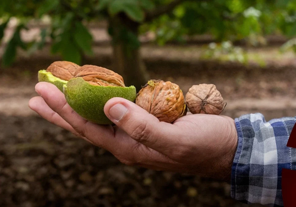 Se adelantó la cosecha de nuez en el departamento y empresas locales buscan personal de forma urgente.