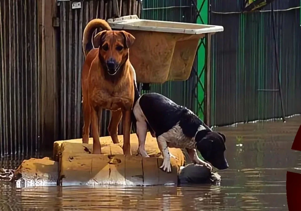Tucumán: Continúan las lluvias luego de las evacuaciones, y voluntarios rescatan a las mascotas en el desastre.