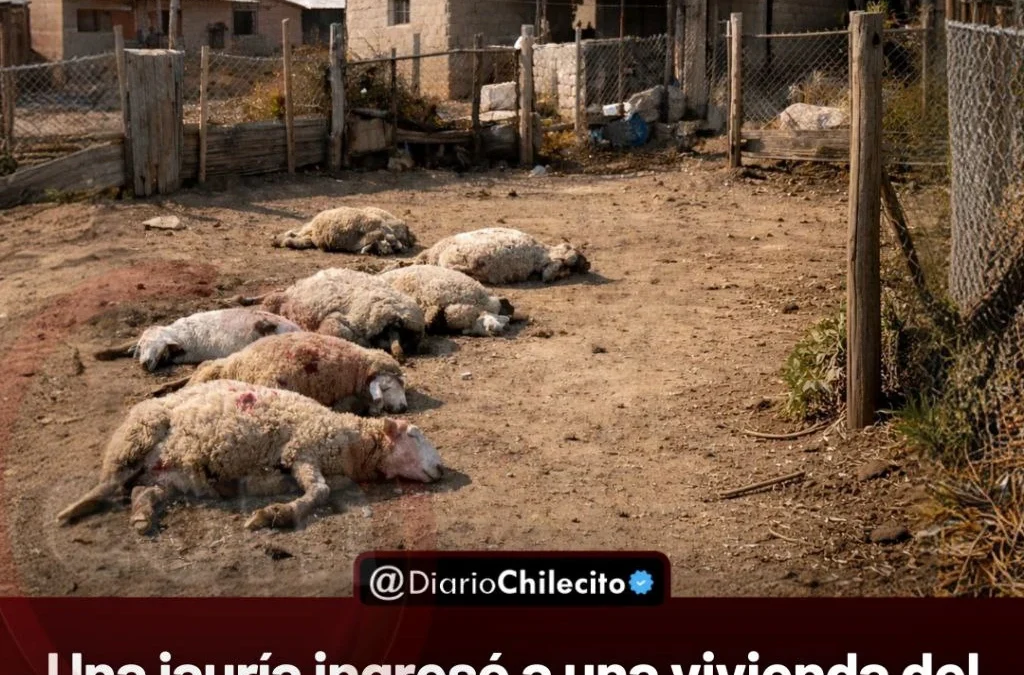 Una jauría ingresó a una vivienda del barrio La Banda Sur de Famatina y mató a once ovejas pertenecientes a una vecina de la zona.