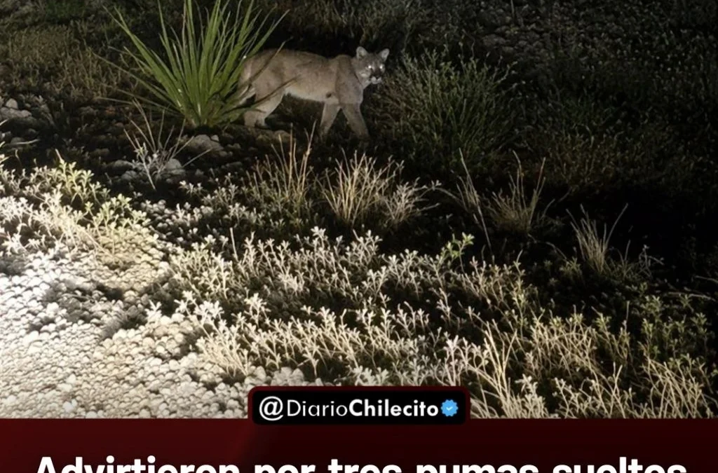Advirtieron por tres pumas sueltos en San Nicolás, pidieron no circular a pie por la ruta y resguardar a los chicos durante la noche.