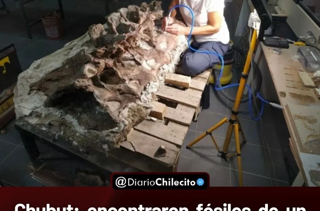 Chubut: encontraron fósiles de un dinosaurio de 155 millones de años con cuello de 15 metros y tamaño comparable a un edificio.