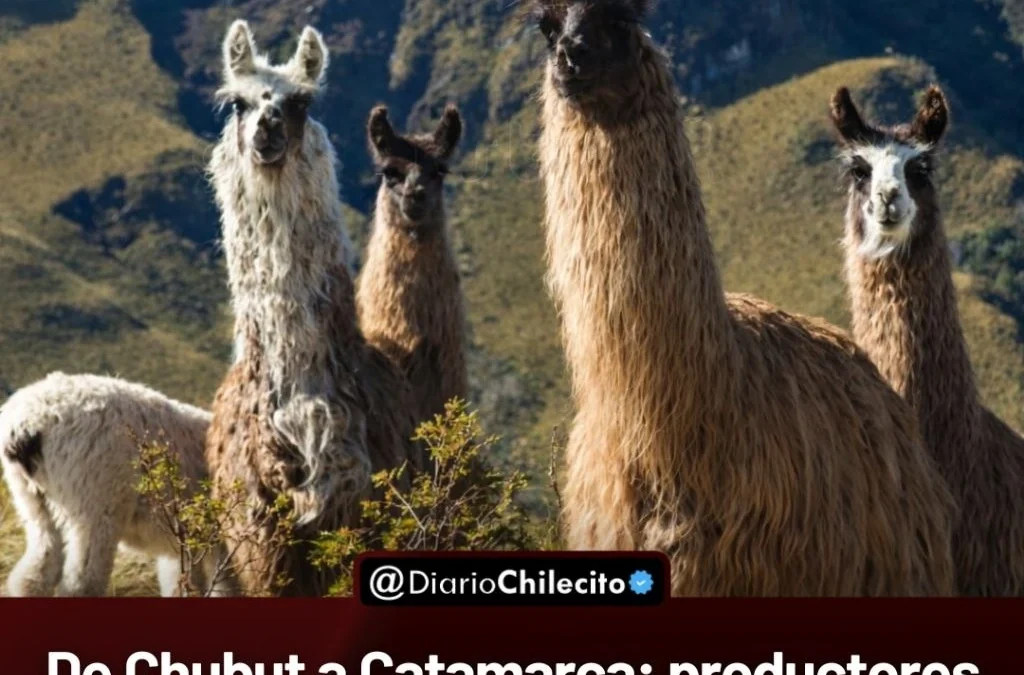 De Chubut a Catamarca: productores empujan carnes no tradicionales y ponen a la llama y al burro en el centro de la polémica.