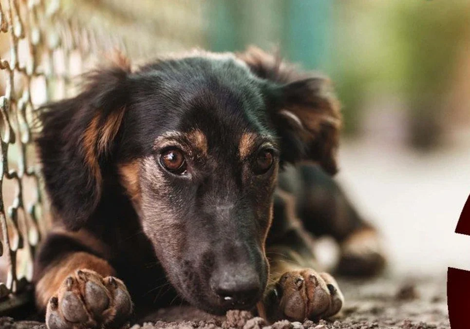 Impulsan una jornada de donaciones y adopción responsable para enfrentar el aumento de perros abandonados.