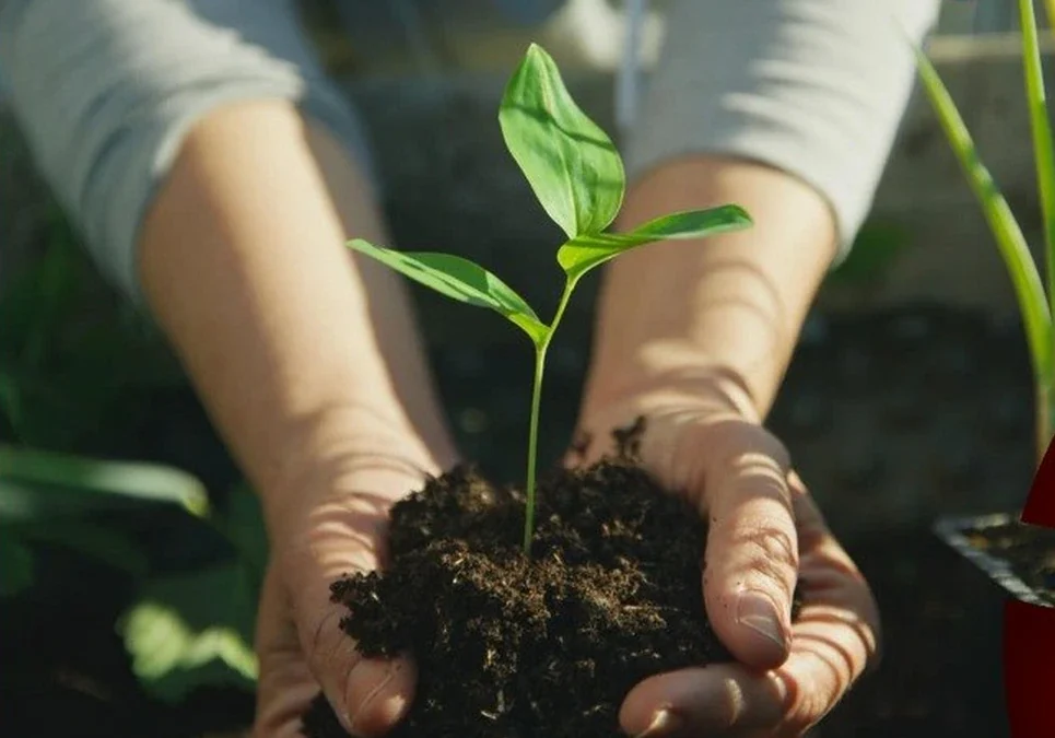Presentan enmiendas orgánicas para mejorar el rendimiento agrícola y reducir el uso de fertilizantes.