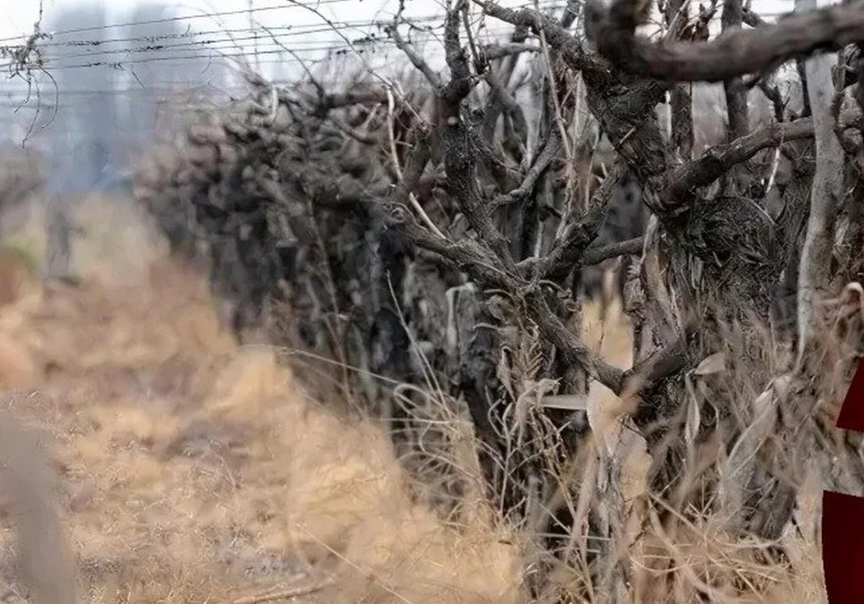 Productores de la región reemplazan viñedos por olivos, nogales y hortalizas ante la falta de rentabilidad del sector.