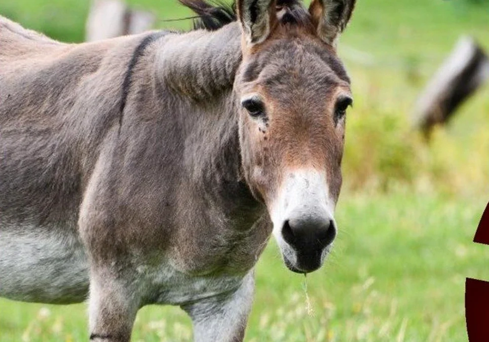 Un productor de La Pampa impulsa la cría de burros como alternativa ante la crisis de la producción ovina.