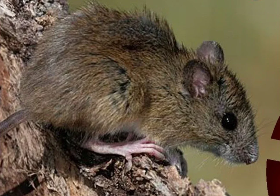 Brote de hantavirus en el Atlántico: seis afectados y tres víctimas fatales tras la partida de un barco desde Tierra del Fuego.