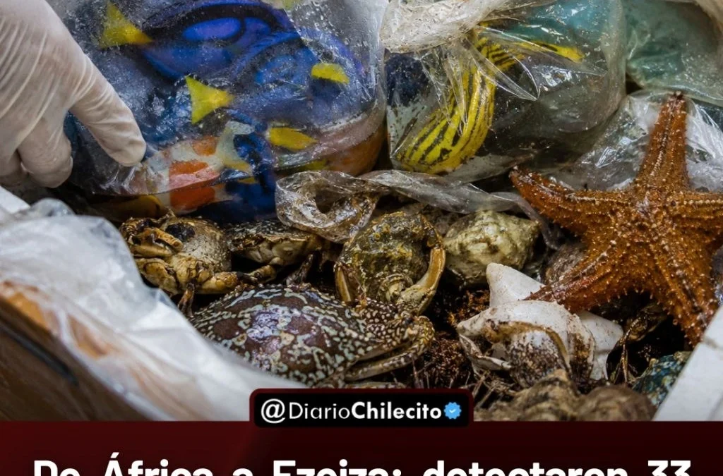 De África a Ezeiza: detectaron 33 cajas con 721 animales exóticos vivos y varios llegaron en estado crítico tras el viaje.