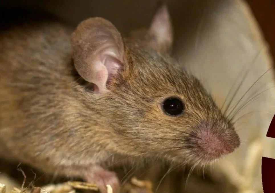 Salta es la provincia más afectada por un brote de hantavirus que ya se extiende hasta la Patagonia y el Litoral.