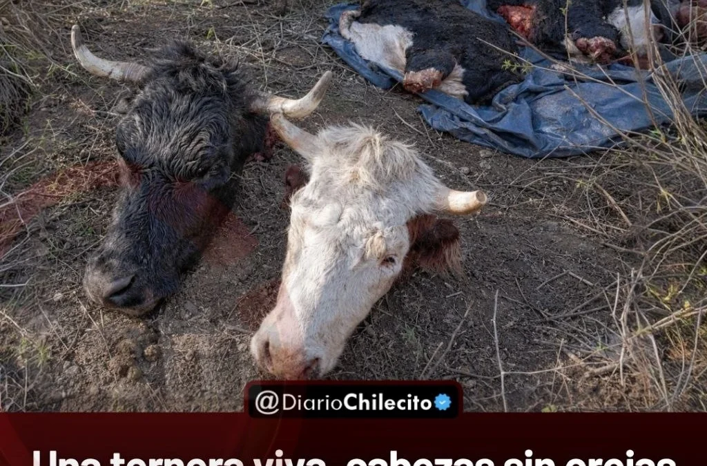 Una ternera viva, cabezas sin orejas y restos de vacunos quedaron en el centro de una denuncia penal por abigeato en Famatina.