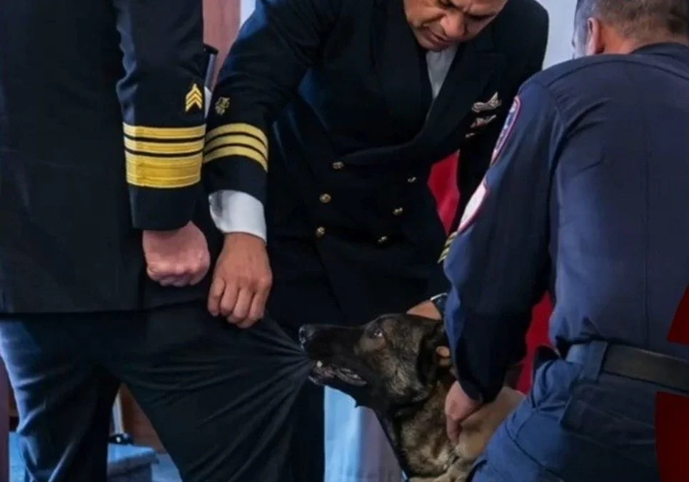 Chile: envían a reentrenamiento a un perro antidrogas que atacó el bolsillo de un vicealmirante