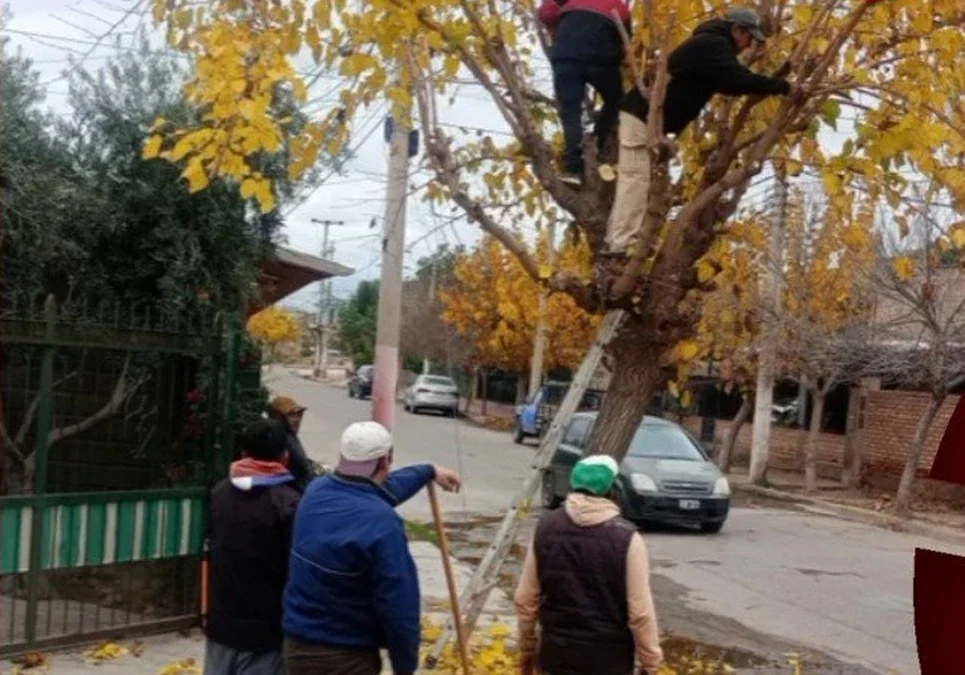 Plan de poda en la ciudad: el municipio asignó cuadrillas fijas por barrio para asegurar la finalización de los trabajos.