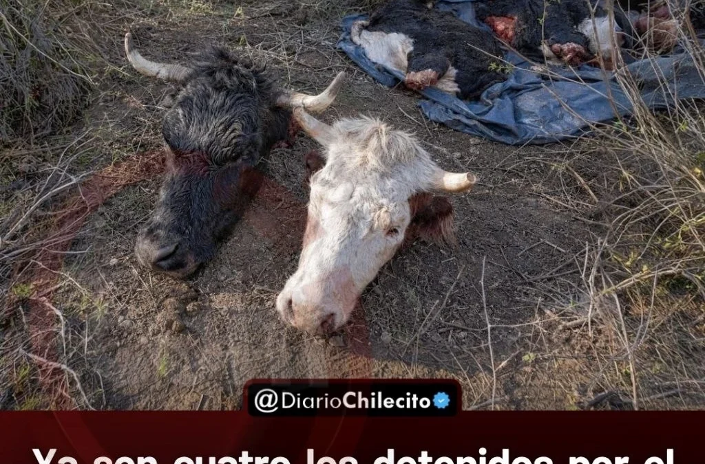 Ya son cuatro los detenidos por el abigeato de Famatina: El último sospechoso se presentó con su abogado y Jalil ordenó su detención.