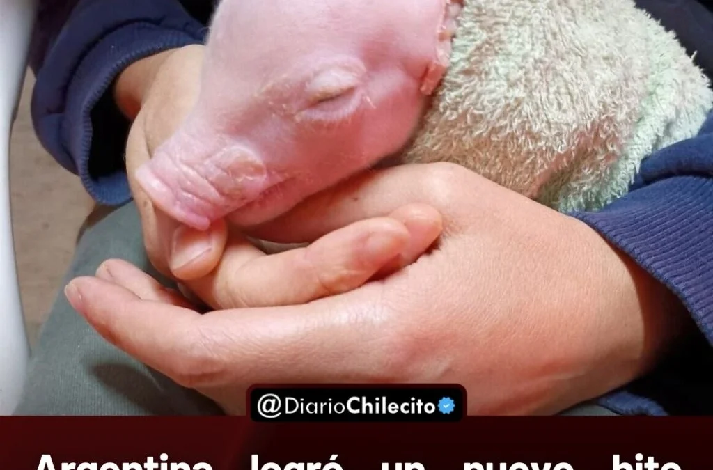 Argentina logró un nuevo hito científico: nació un cerdo con tres genes desactivados para reducir el rechazo en trasplantes a humanos.