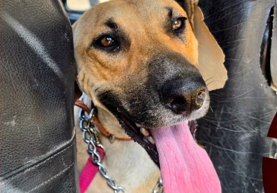 Con un cartón de $5.000 y grandes premios, invitan a colaborar con el refugio de animales en un bingo solidario.