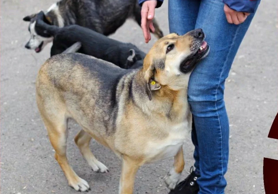 Conmoción e indignación en Bolívar, Buenos Aires, por una ola de perros envenenados: denuncian más de 100 casos.