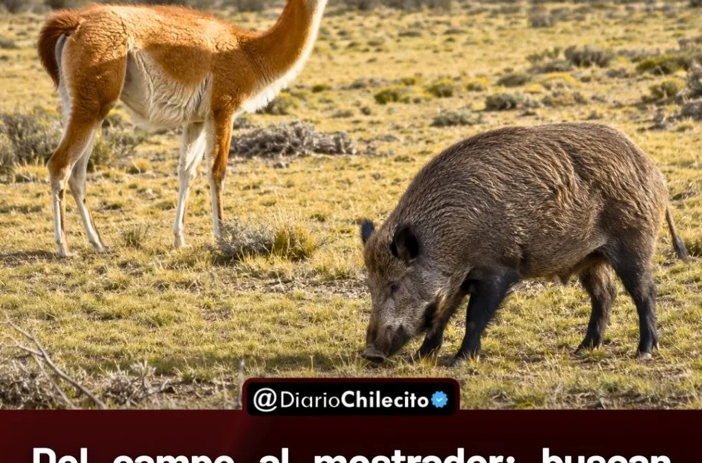 Del campo al mostrador: quieren que la carne de jabalí y guanaco se venda legalmente en Río Negro.