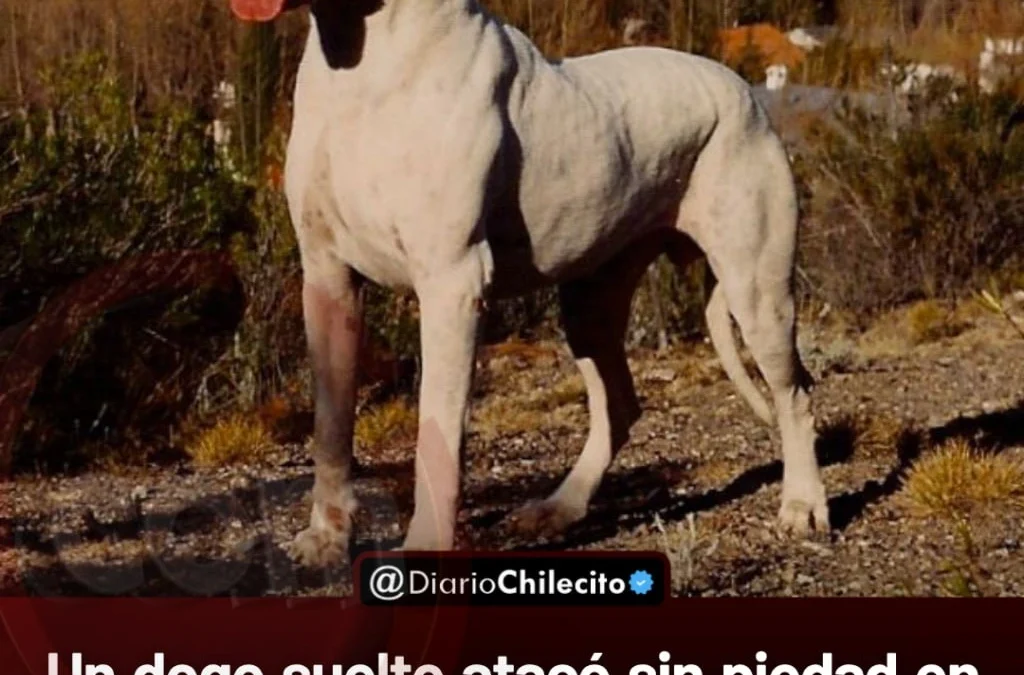 Un dogo suelto atacó sin piedad en las calles de barrio La Hoya, destrozó a un caniche y escapó tras la intervención de vecinos.