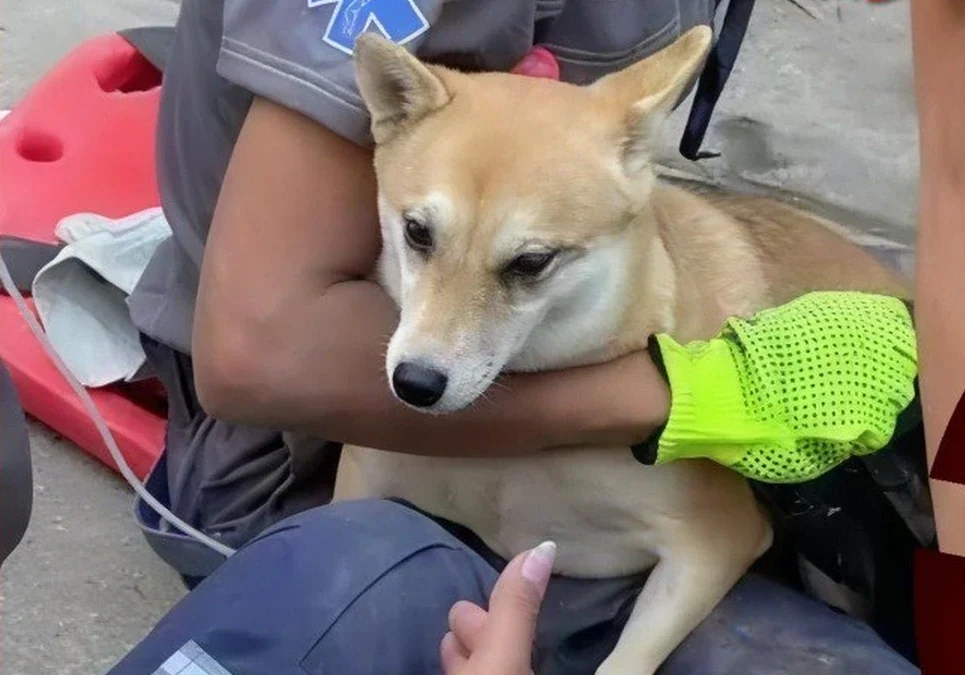 Amor y vocación en medio de la emergencia: así evacuaron una clínica veterinaria tras el potente temblor en Colombia.