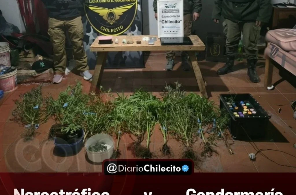 Narcotráfico y Gendarmería allanaron una vivienda de Campanas y hallaron 24 plantas de cannabis y 604 semillas.