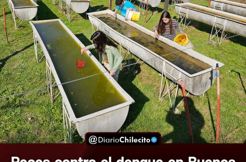 Peces contra el dengue en Buenos
Aires: son chiquitos, comen hasta
100 larvas por día y la UBA los
entrega gratis.
