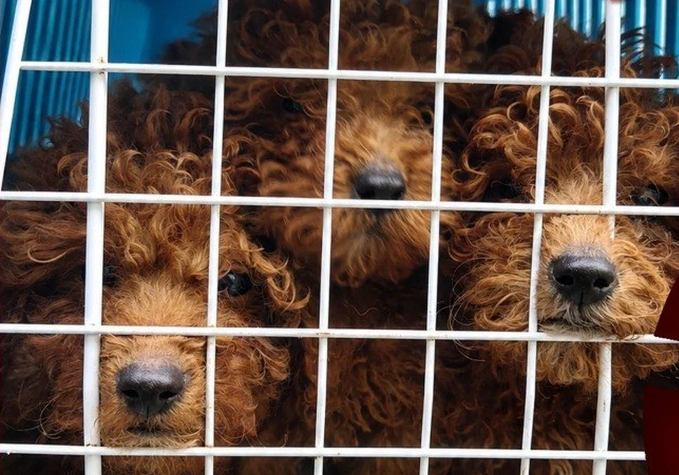 Protectora de Animales rechazó el proyecto nacional para regular criaderos y pidió su prohibición total.
