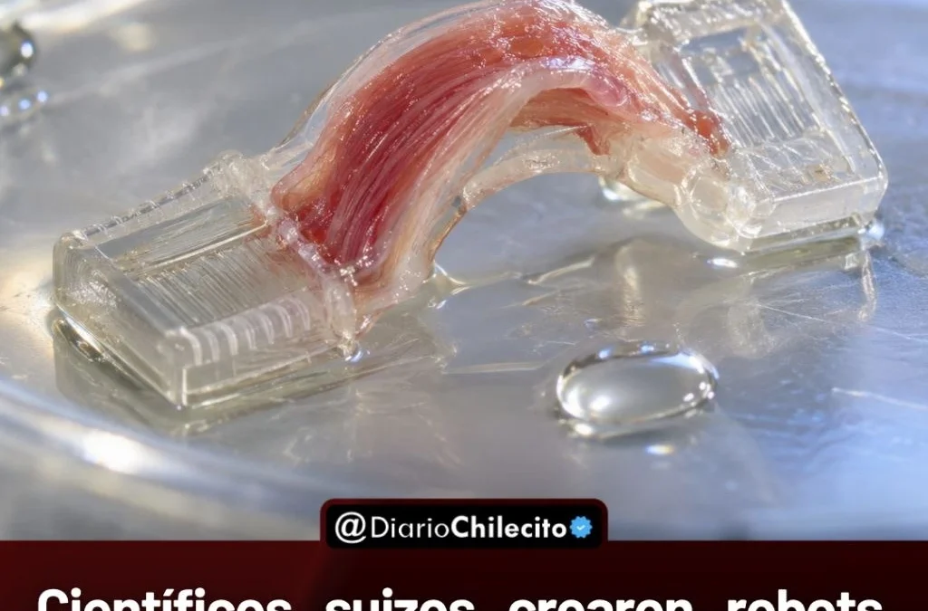 Científicos suizos crearon robots con músculos vivos que pueden nadar, saltar, caminar y agarrar objetos.