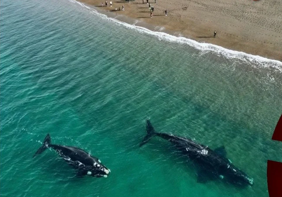 Investigan la muerte de cinco ballenas en Puerto Madryn y analizan muestras para determinar qué ocurrió.