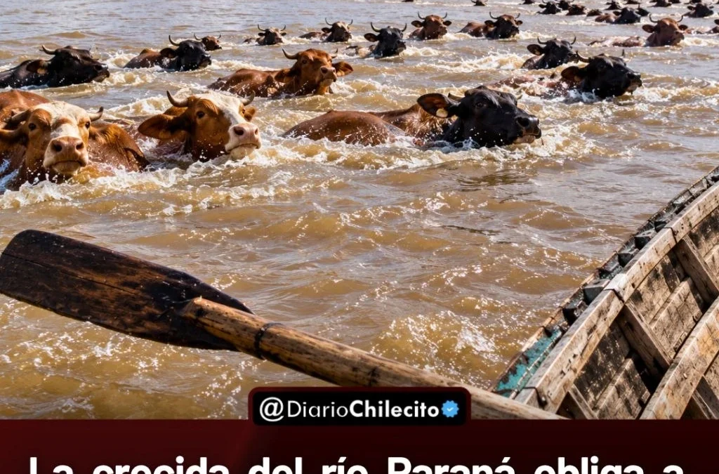 La crecida del río Paraná obliga a ganaderos de Corrientes a sacar miles de vacas de las islas antes de que queden inundadas.